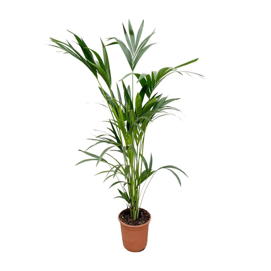 Kentia palm - 160cm - Ø24