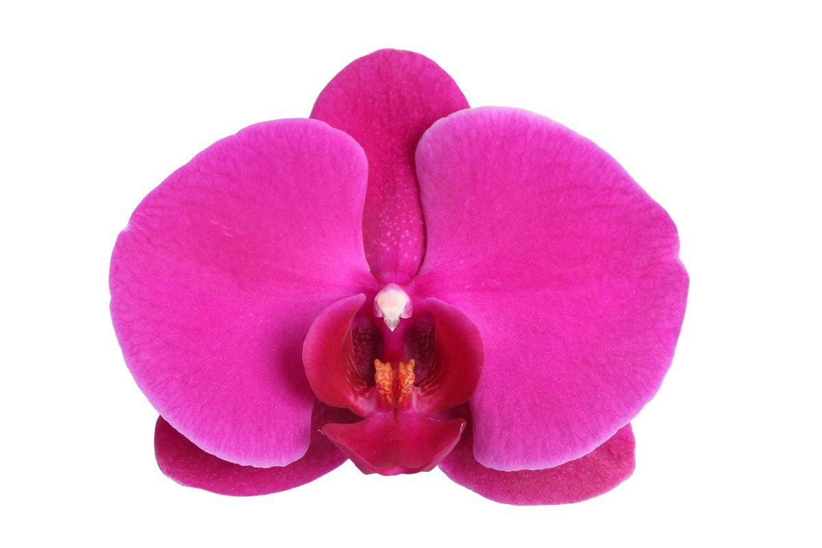 Phalaenopsis Joyride - 3 Äste - 60 cm - Ø12cm