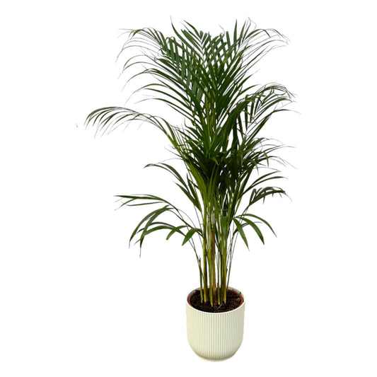 Areca-Palme - 110 cm Höhe - Ø21 cm - Inklusive Elho Vibes Fold Round Topf (Weiß) D22xH20 - Pflegeleichte Zimmerpflanze