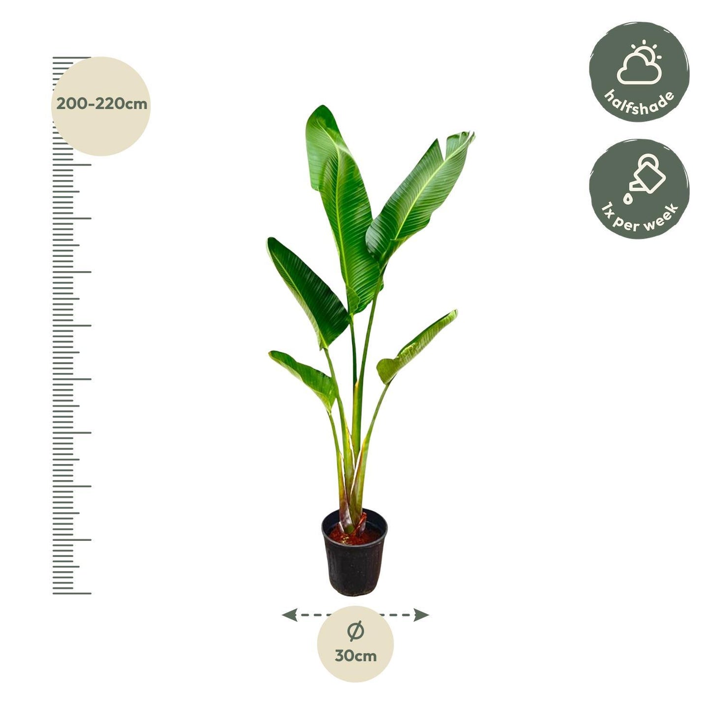 Strelitzia Augusta - 210cm - ⌀30