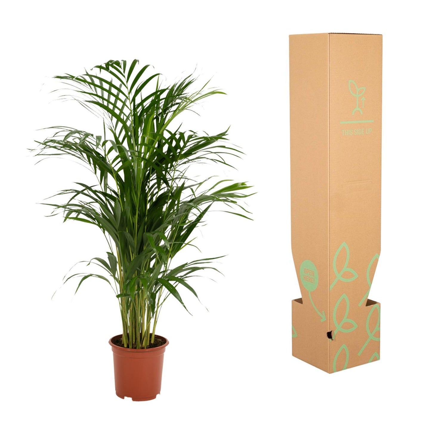 Areca-Palme - 85 cm hoch - Topfgröße Ø19 cm - Exotische Zimmerpflanze für tropisches Flair