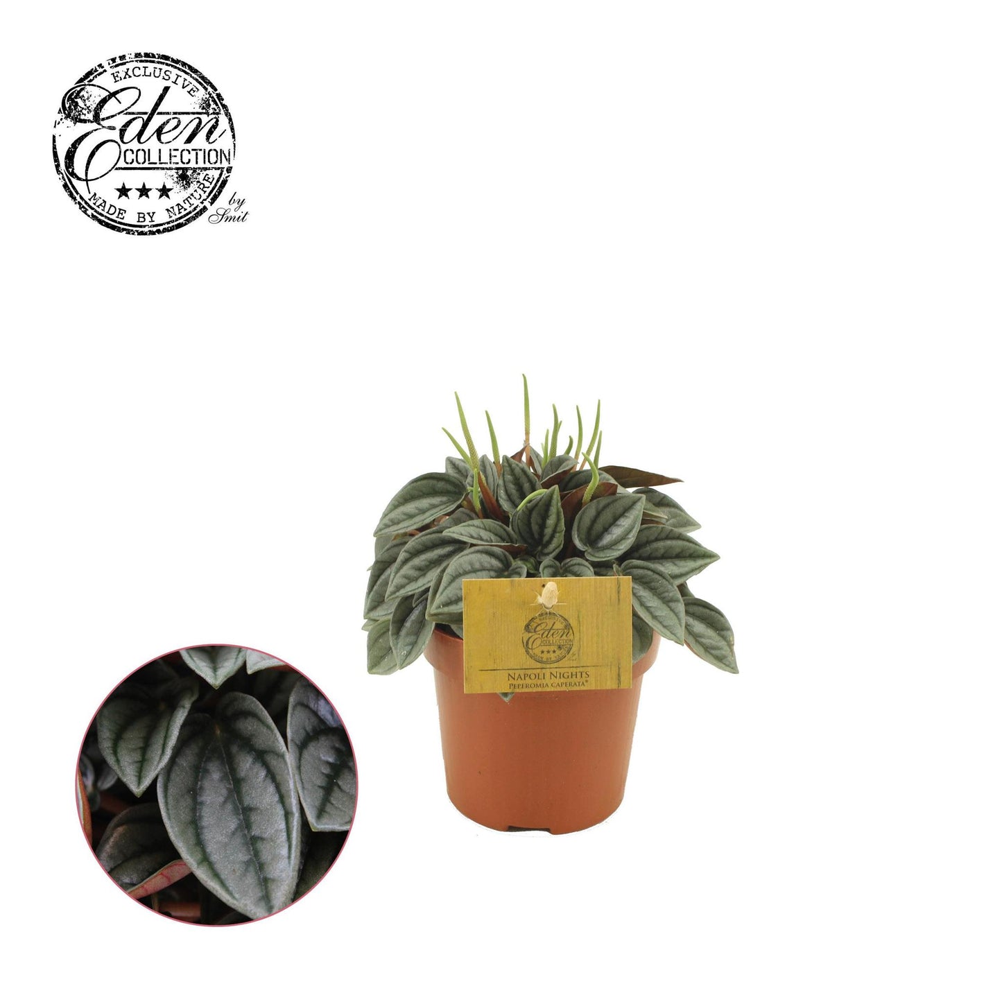 Peperomia Napoli Nights 10,5cm - Ø10,5cm - ↕15cm