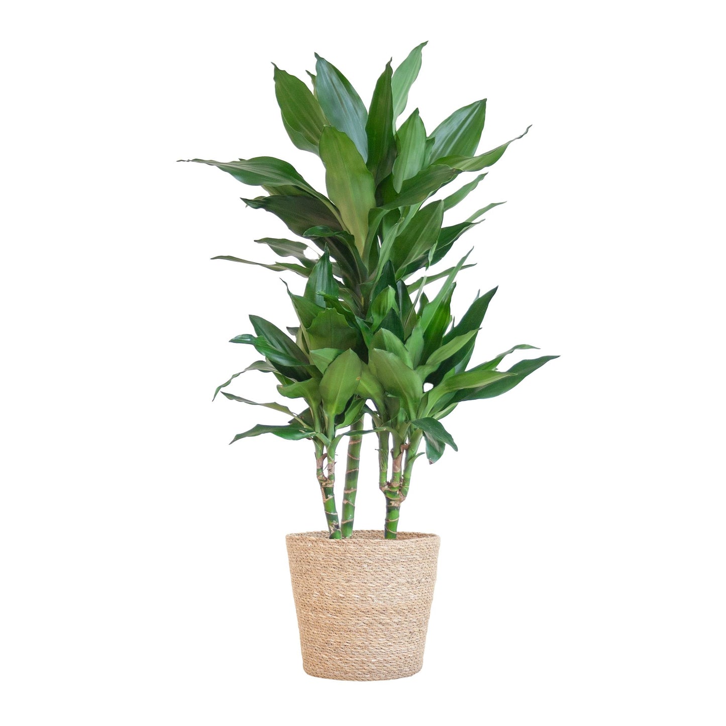 Dracaena  Janet Lindt mit Sofia-Korb natur - 95cm - Ø21