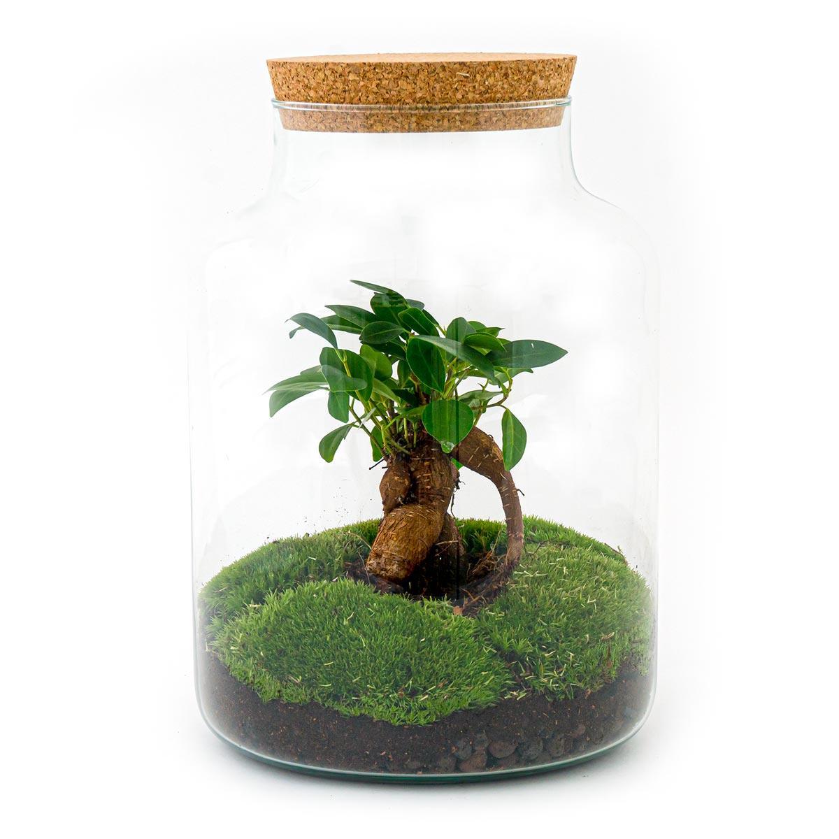 Flaschengarten - Milky mit bonsai - ↕ 30 cm - Normal