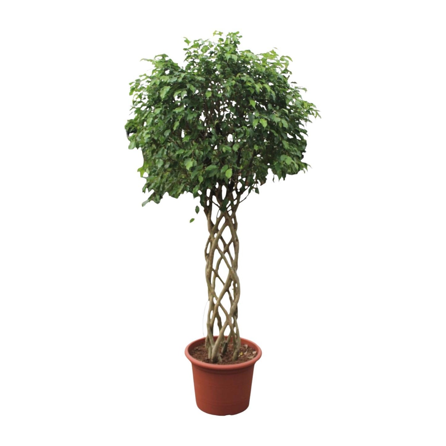 Ficus Benjamina Exotica mit Geflochtenem Stamm - 250 cm - Ø55 cm