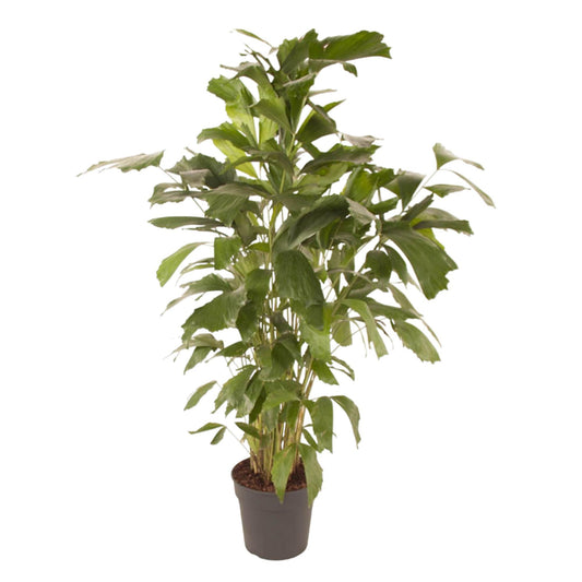 Caryota Mitis - 150 cm - Ø27 cm | Großartige Tropenpalme für Exotisches Flair