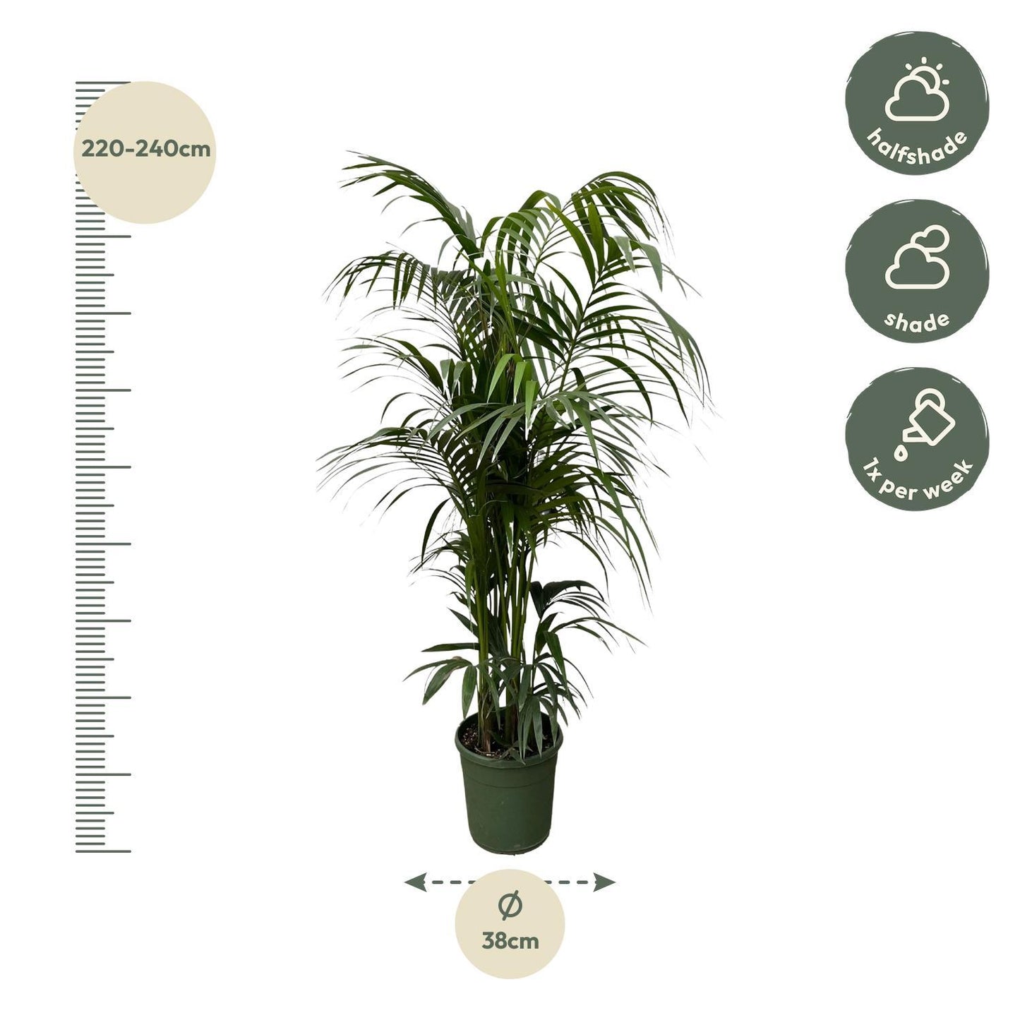 Kentia palm - 230 cm - ø38