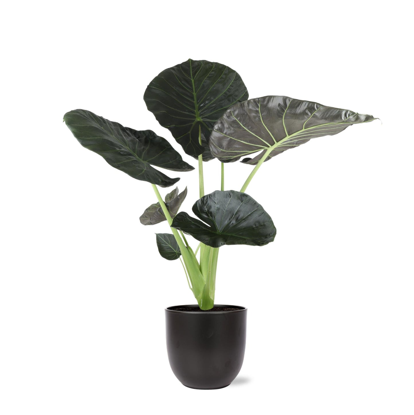 Alocasia Regal Shield Ø24cm - ↕110cm (Schwarzer Topf)