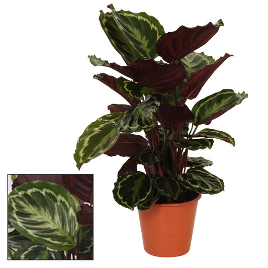 Calathea Medaillon - Elegante Schönheit mit faszinierenden Blättern