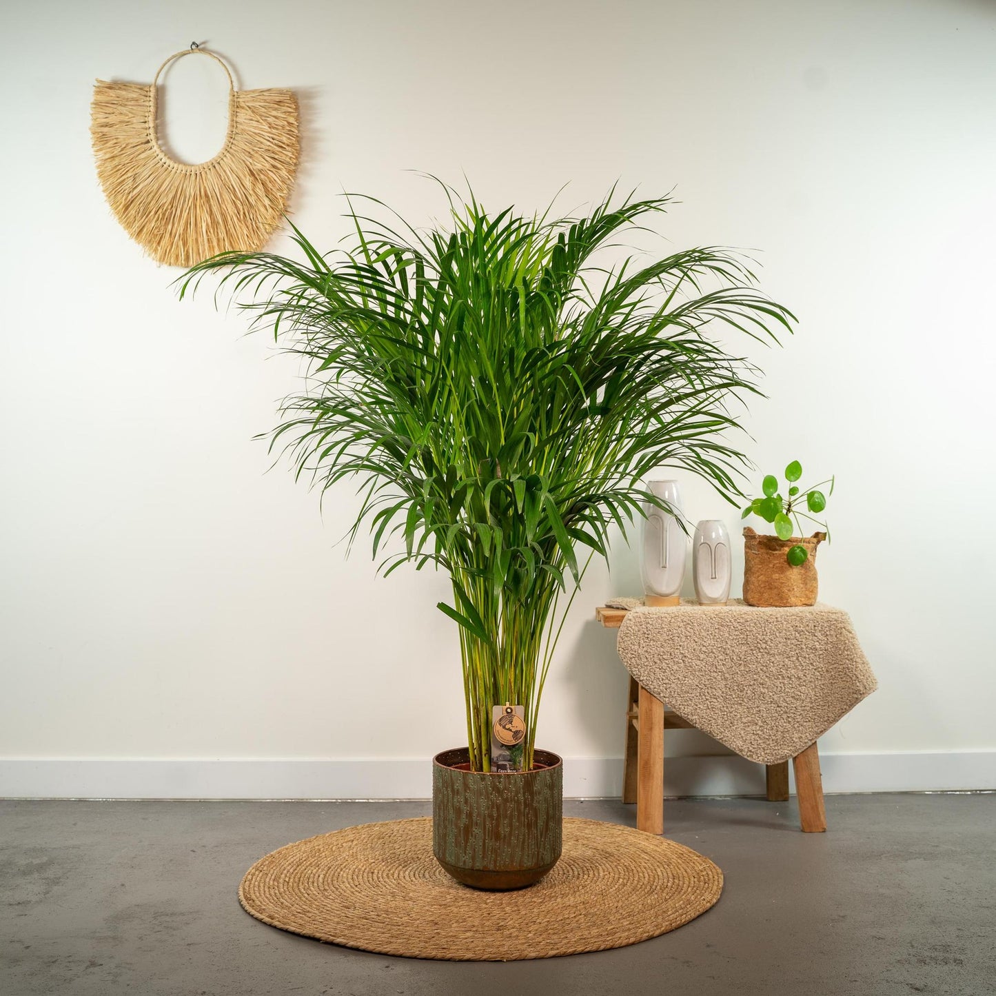 Areca-Palme - Ø21cm - ↕110cm