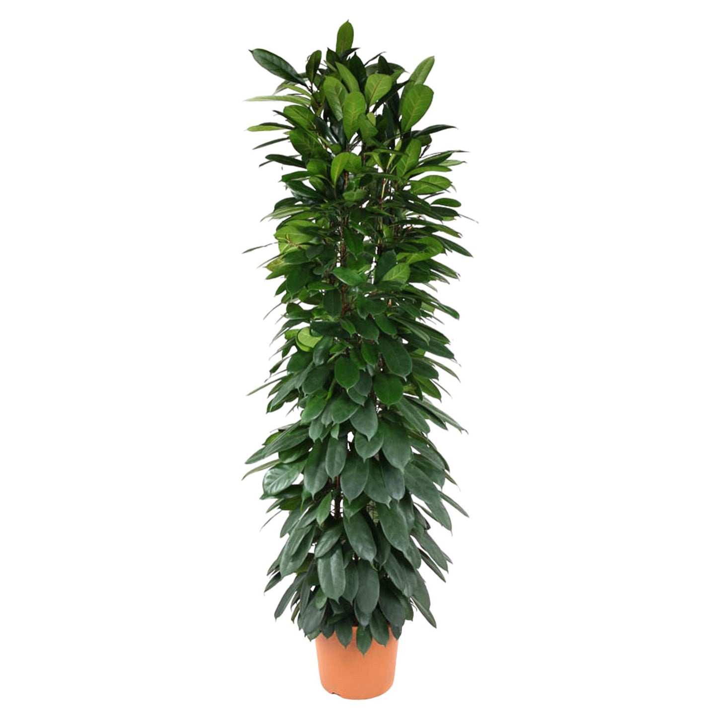 Ficus Cyatistipula Säule - 200 cm - ø35cm