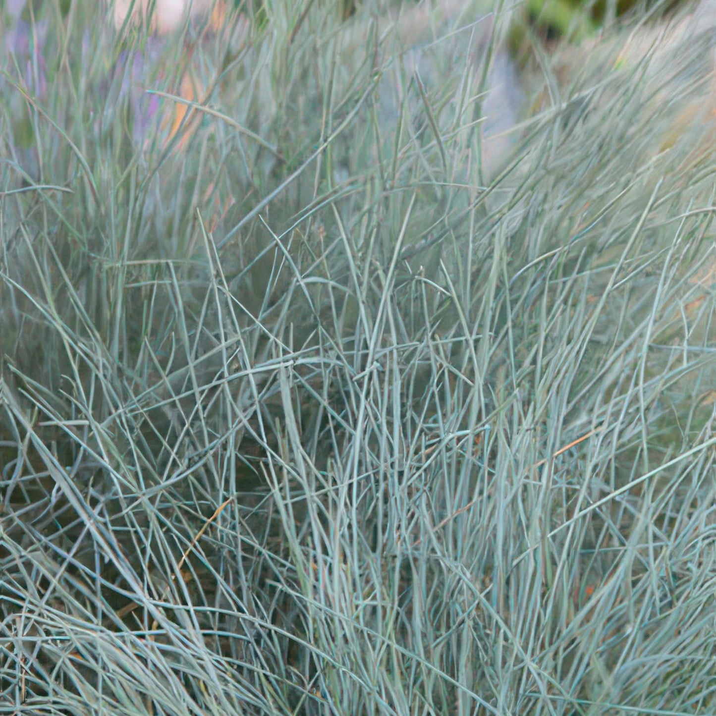 Festuca glauca 'Elijah Bleu' - ↕10-25cm - Ø9cm  - 40x