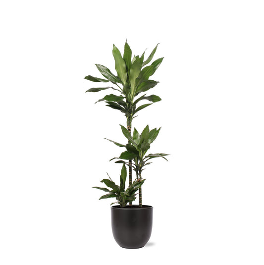 Dracaena Janet Lind Ø24cm ↕120cm in Boule ANTRACIET Topf