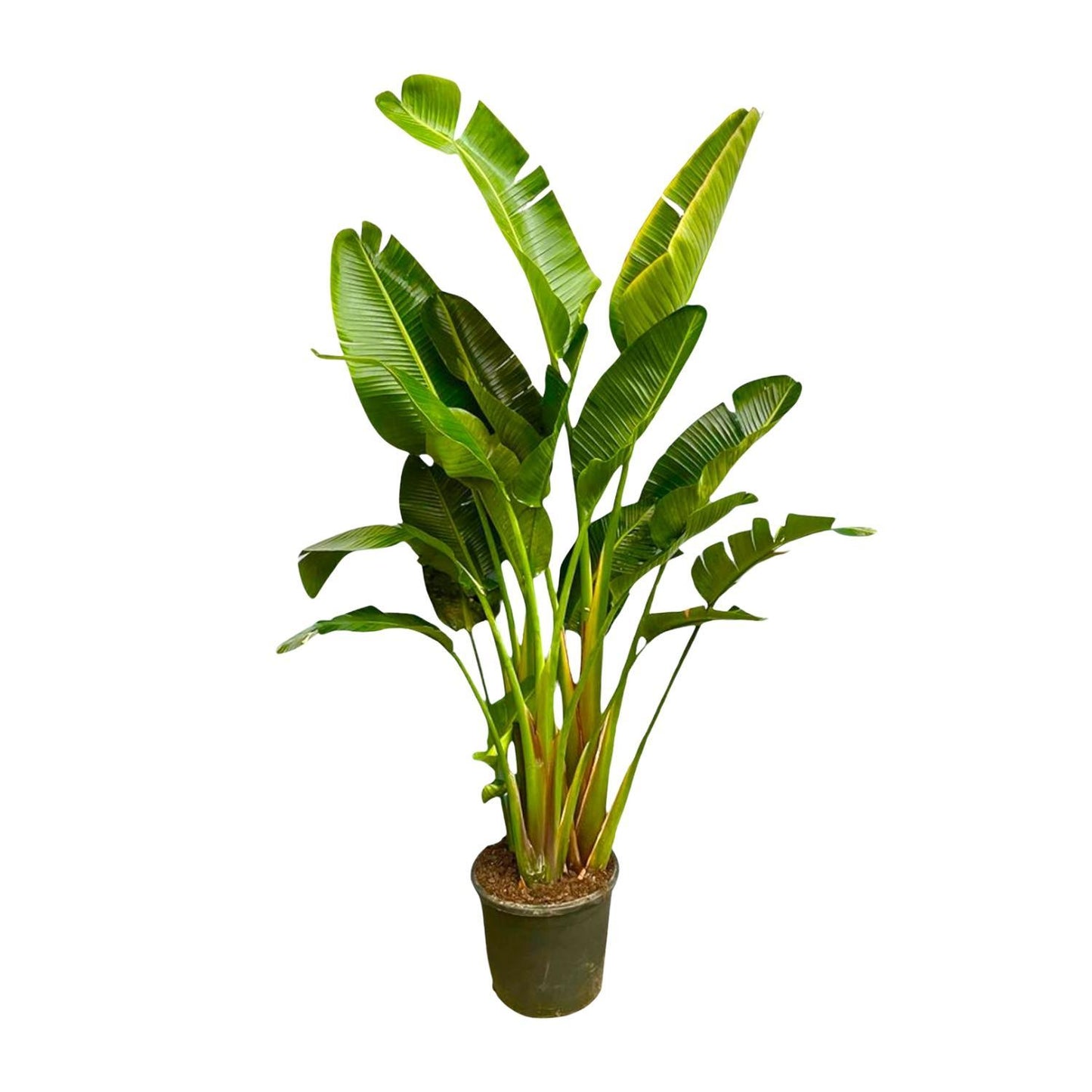 Strelitzia Augusta multi stam XXL - 250 cm - ø50