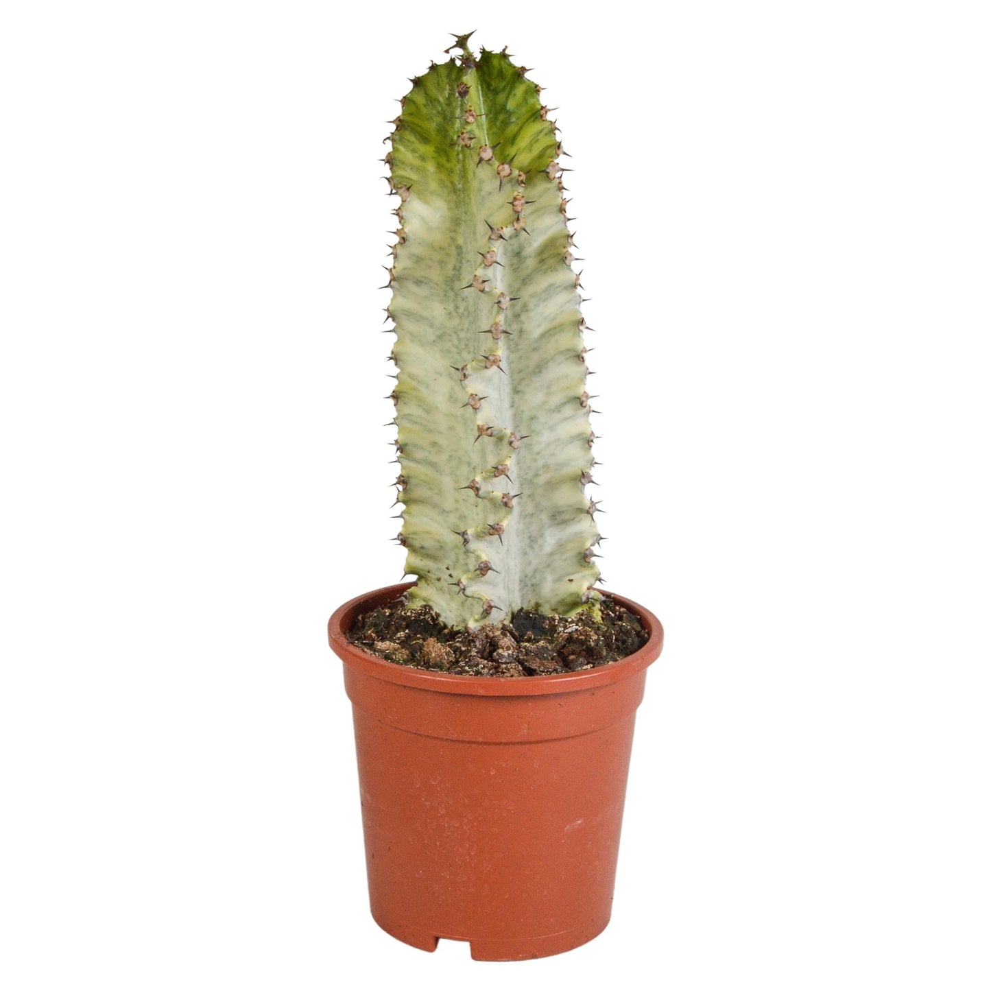 Euphorbia marmorata Wolfsmilch  17 cm