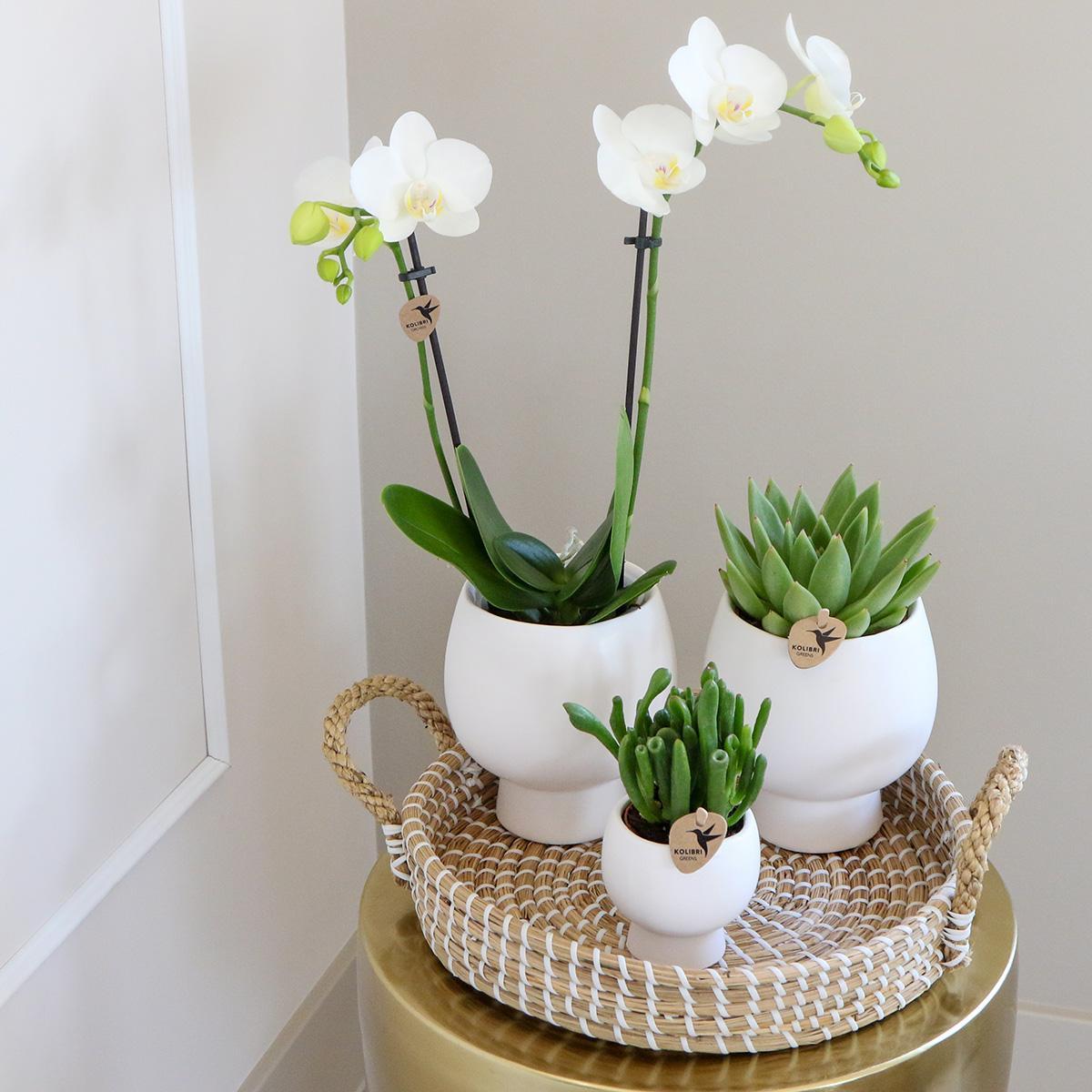 Komplettes Pflanzenset Scandic weiß | Grünes Pflanzenset mit weißer Phalaenopsis Orchidee und Sukkulenten inkl. Keramik-Ziertöpfe