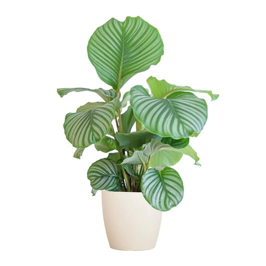 Calathea Orbifolia  mit Viber Weiß  - 65cm - Ø21