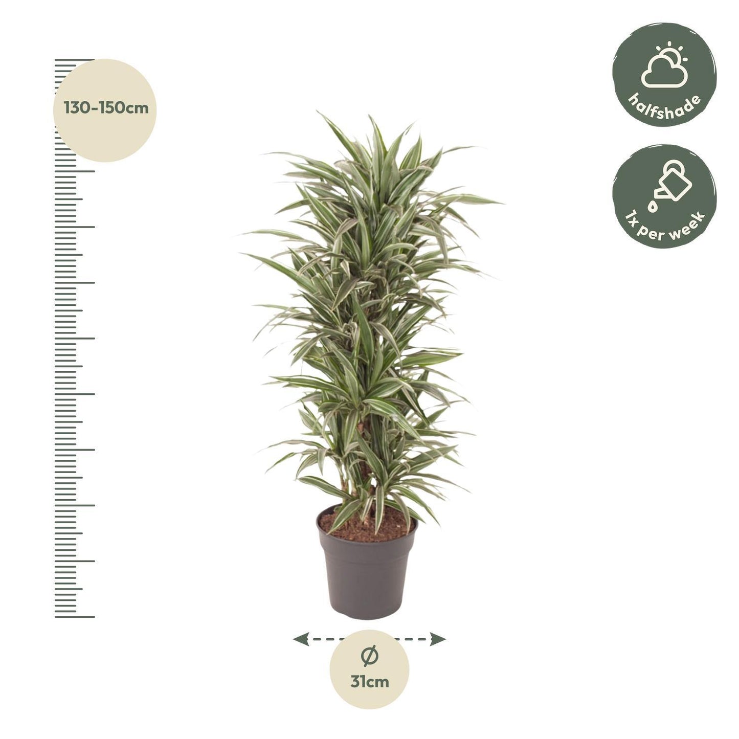 Dracaena Warneckei vertakt - 140 cm - ø31