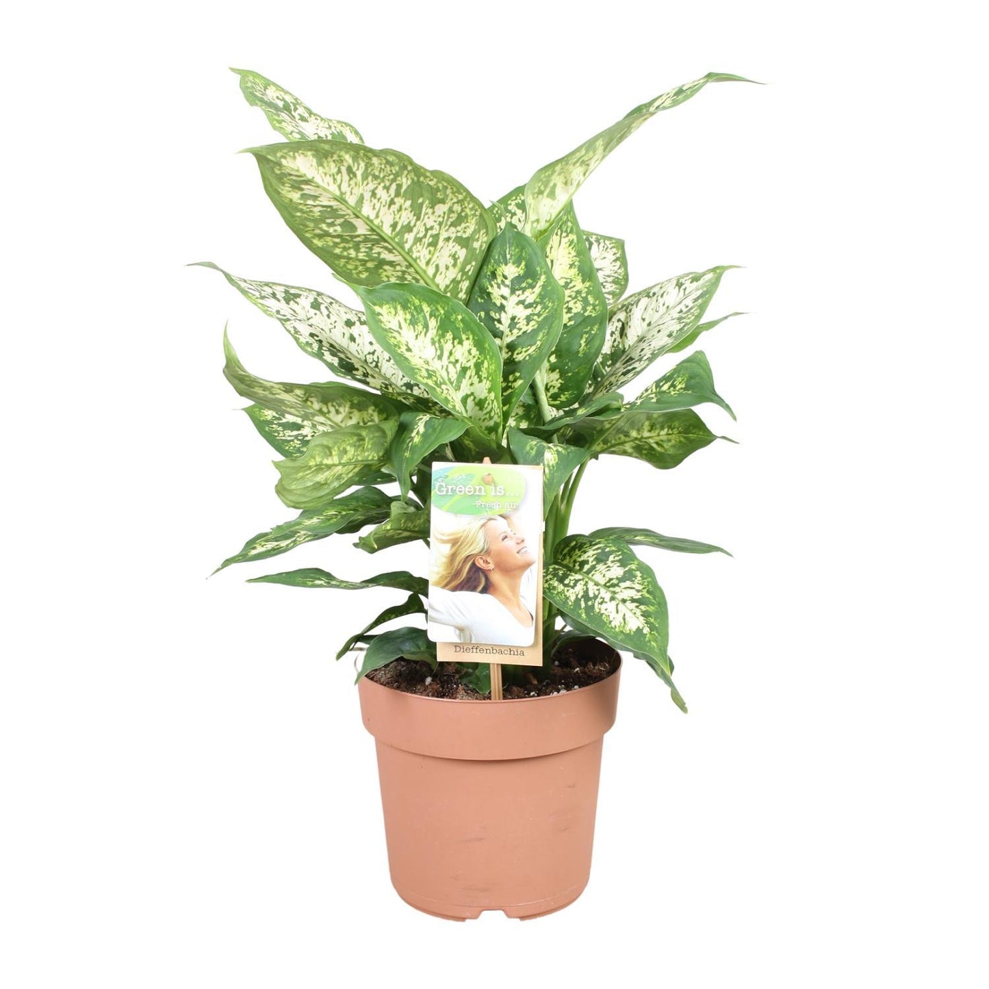 Dieffenbachia Compacta - Ø17cm - ↕45cm