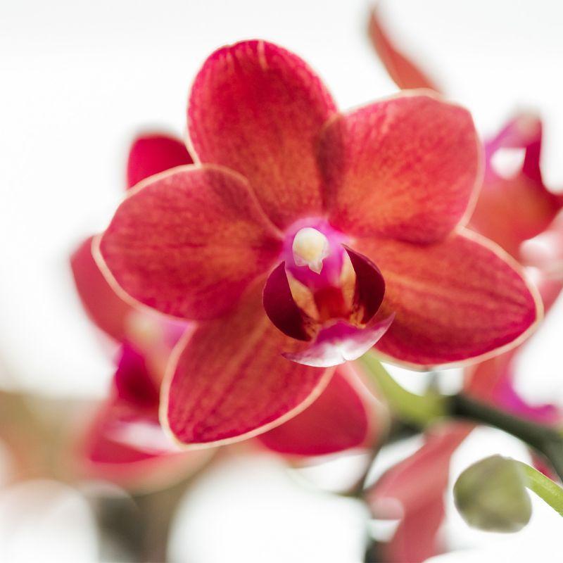 Rote Phalaenopsis Orchidee - Congo + Gummitopf Travertin - Topfgröße Ø9cm - 40cm hoch | blühende Zimmerpflanze im Blumentopf - frisch vom Züchter