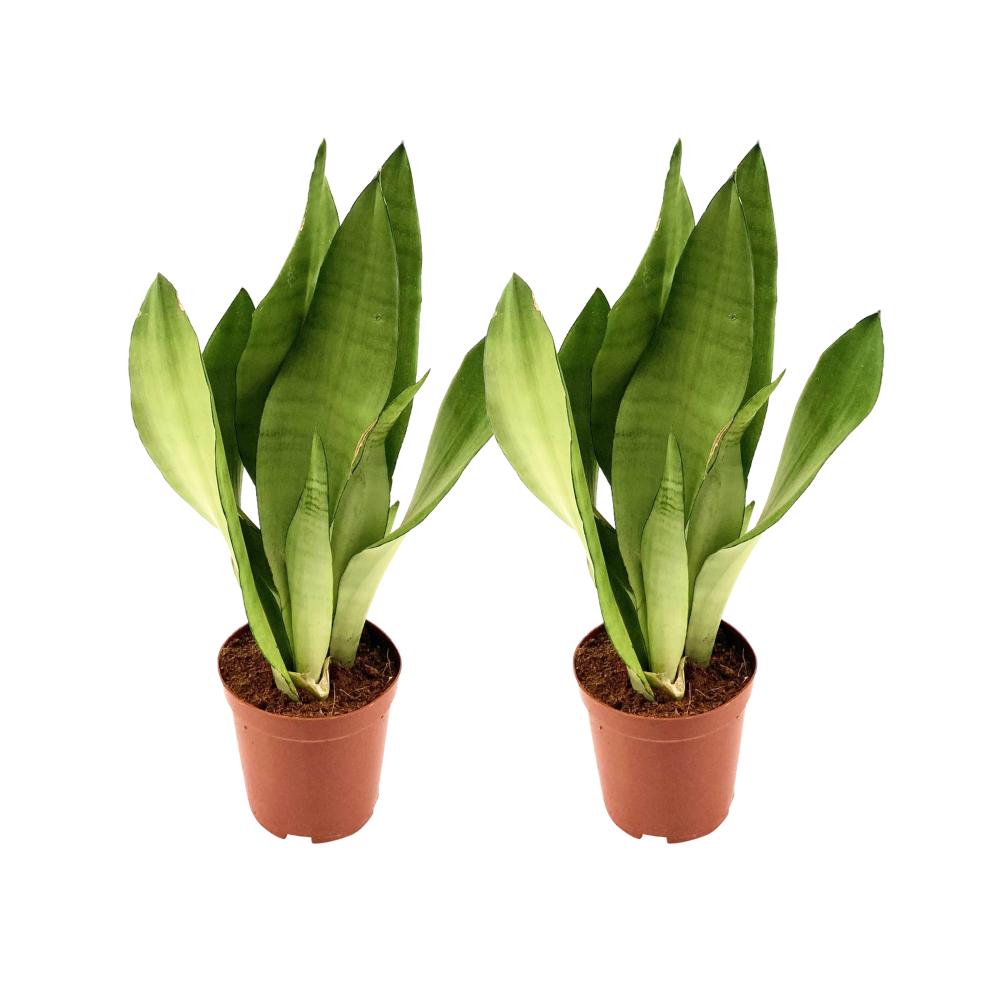 Sansevieria Moonshine - 2 Stücke - Ø12cm - ↕35cm