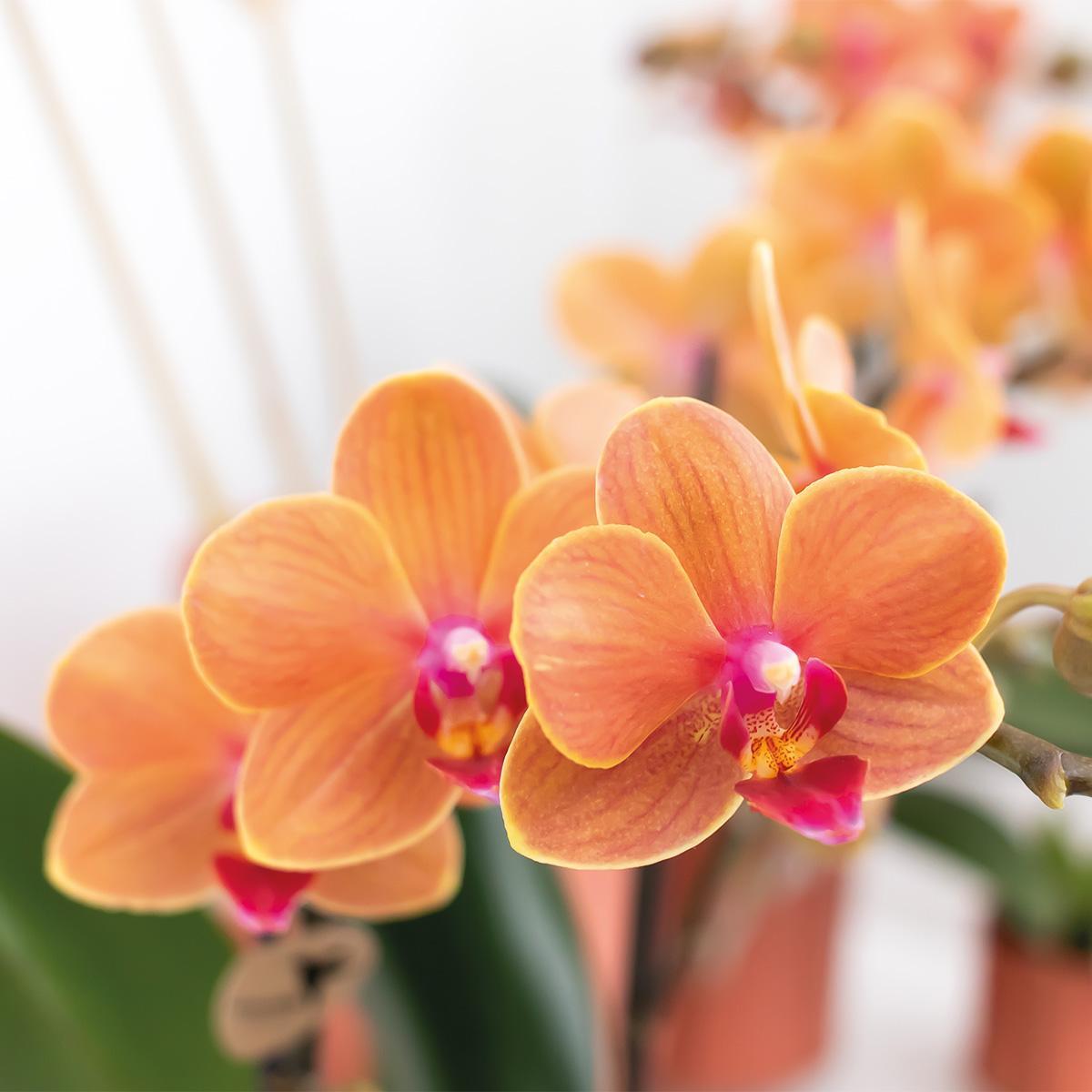 Orange Phalaenopsis Orchidee - Mineral Bolzano - Topfgröße Ø9cm | blühende Topfpflanze - frisch vom Züchter