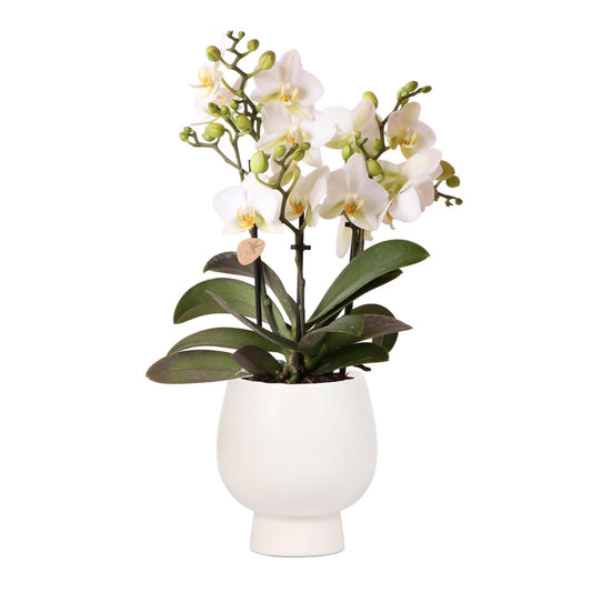 Kolibri Orchids | Weiße Phalaenopsis-Orchidee - Lausanne + Scandic weißer Ziertopf - Topfgröße Ø9cm + 40cm hoch | blühende Zimmerpflanze - frisch vom Züchter