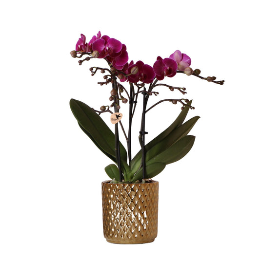 Kolibri Orchids | lila Phalaenopsis-Orchidee - Morelia + Diamant-Dekotopf gold - Topfgröße Ø9cm - 35cm hoch | blühende Zimmerpflanze - frisch vom Züchter