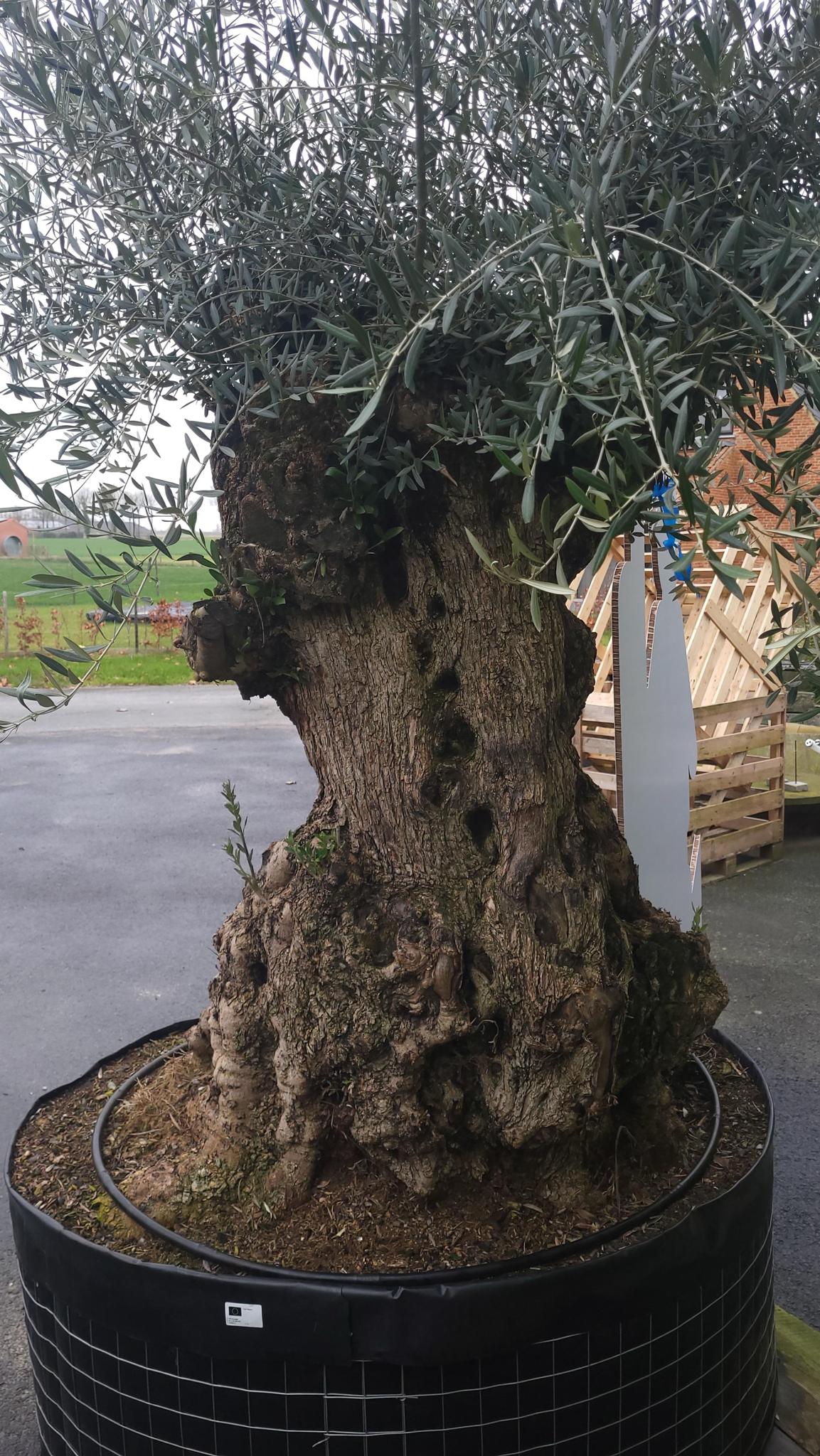 Olea europaea Alte Haut – Imposanter Olivenbaum mit großzügigem Stammumfang