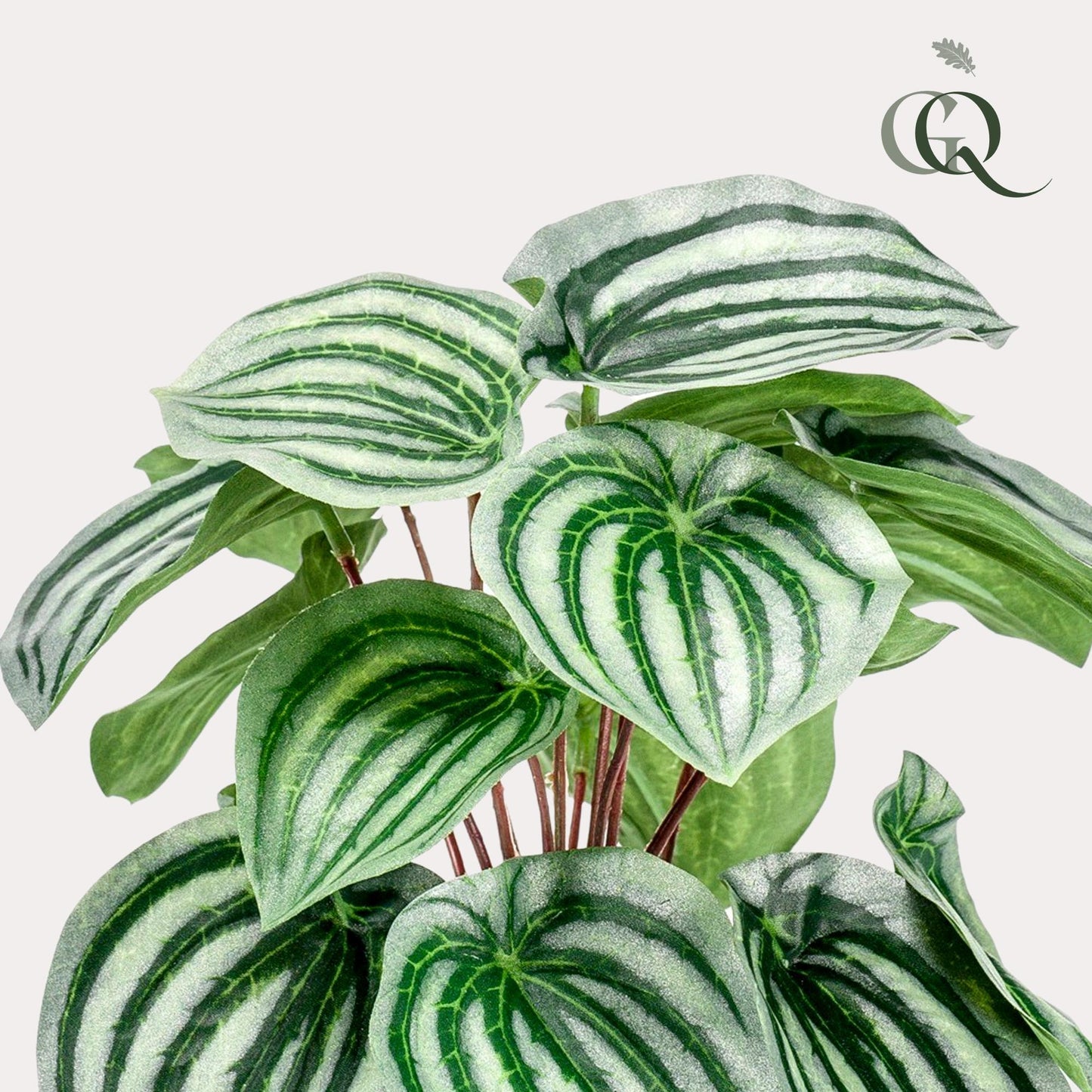 Kunstpflanze - Peperomia Argyreia - Watermelon Peperomie - 25 cm