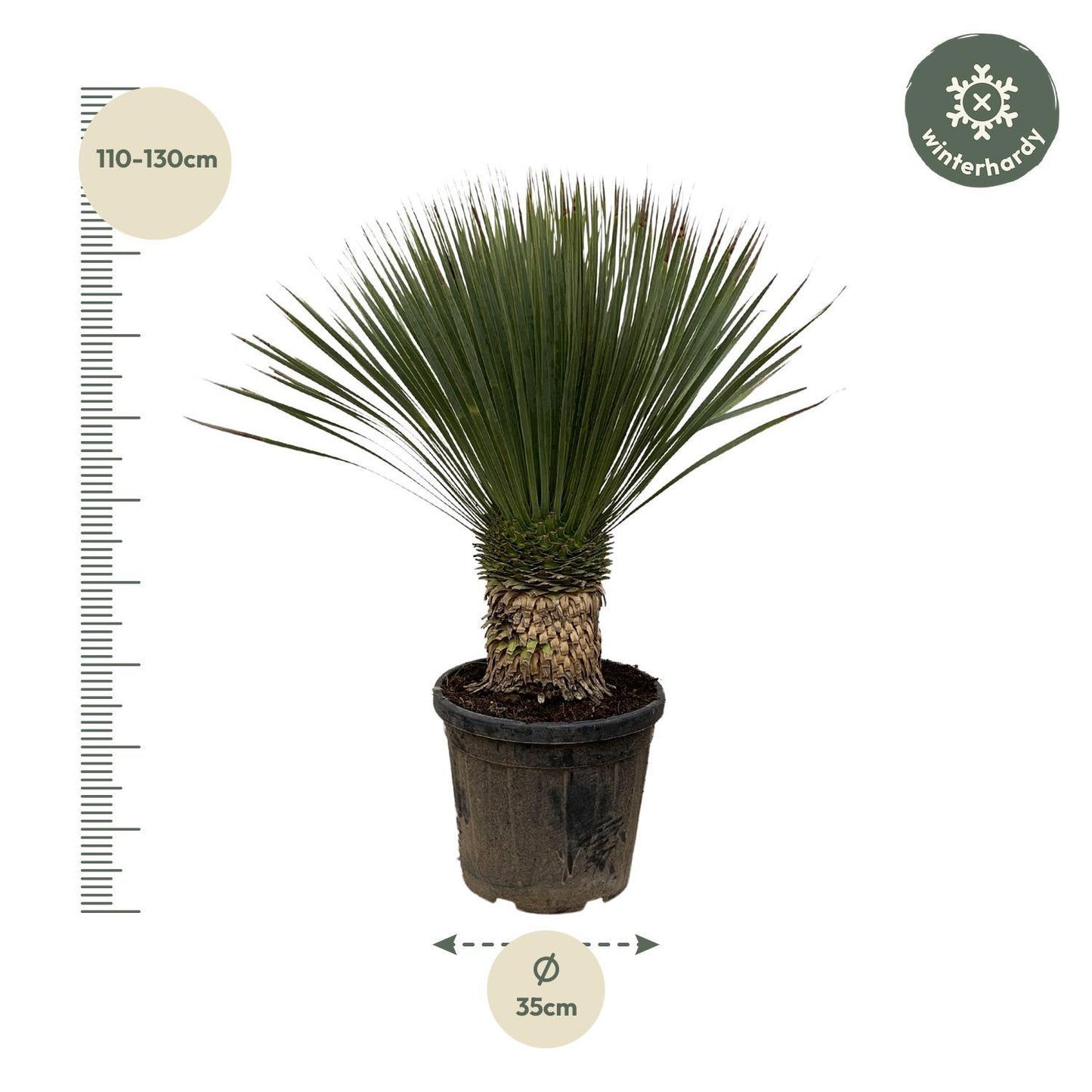 Yucca Rostrata - 120cm - Ø35cm