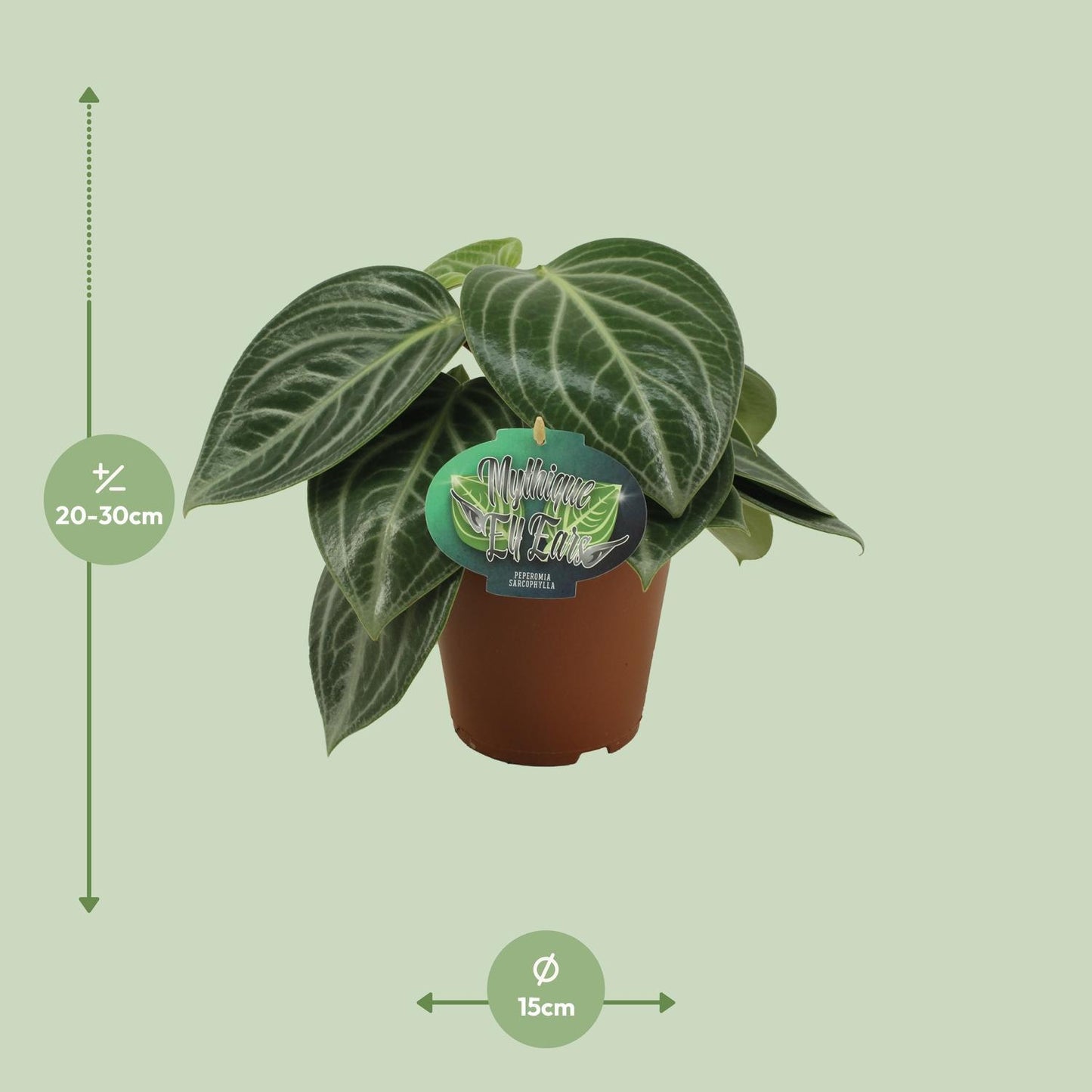 Peperomia Sarcophylla – Kompakte Zimmerpflanze mit attraktiven Blättern (Ø 15 cm, Höhe 25 cm)