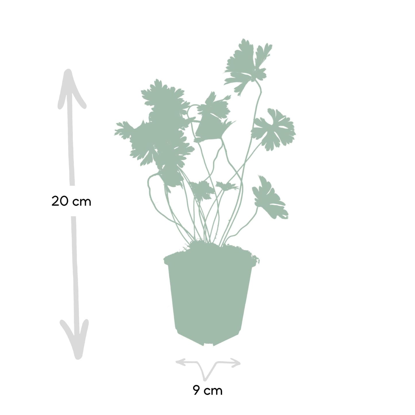 Geranium Rozanne - ↕25cm - Ø9cm - 6x