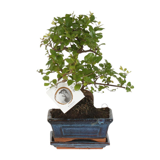 Bonsai S-vorm Ø15cm - ↕15cm