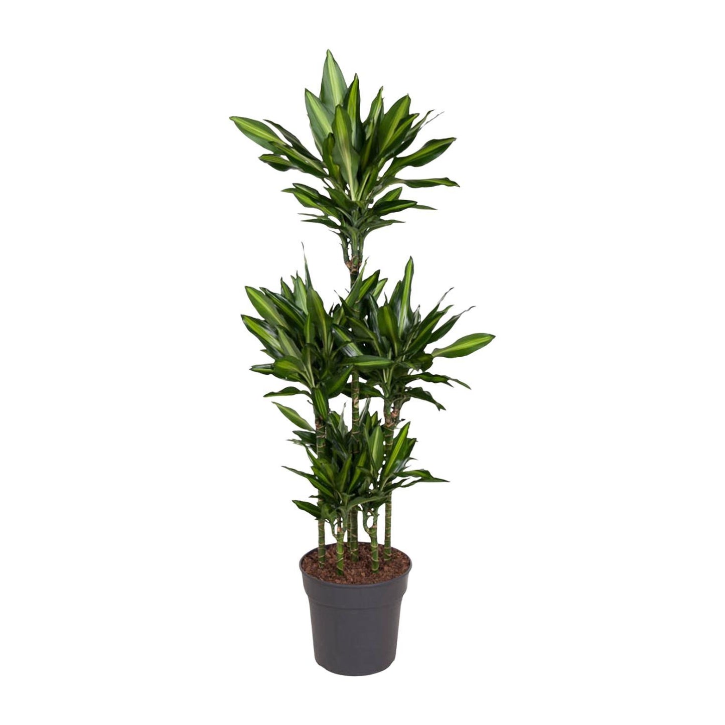 Dracaena Cintho Carrousel - 140 cm - ø31