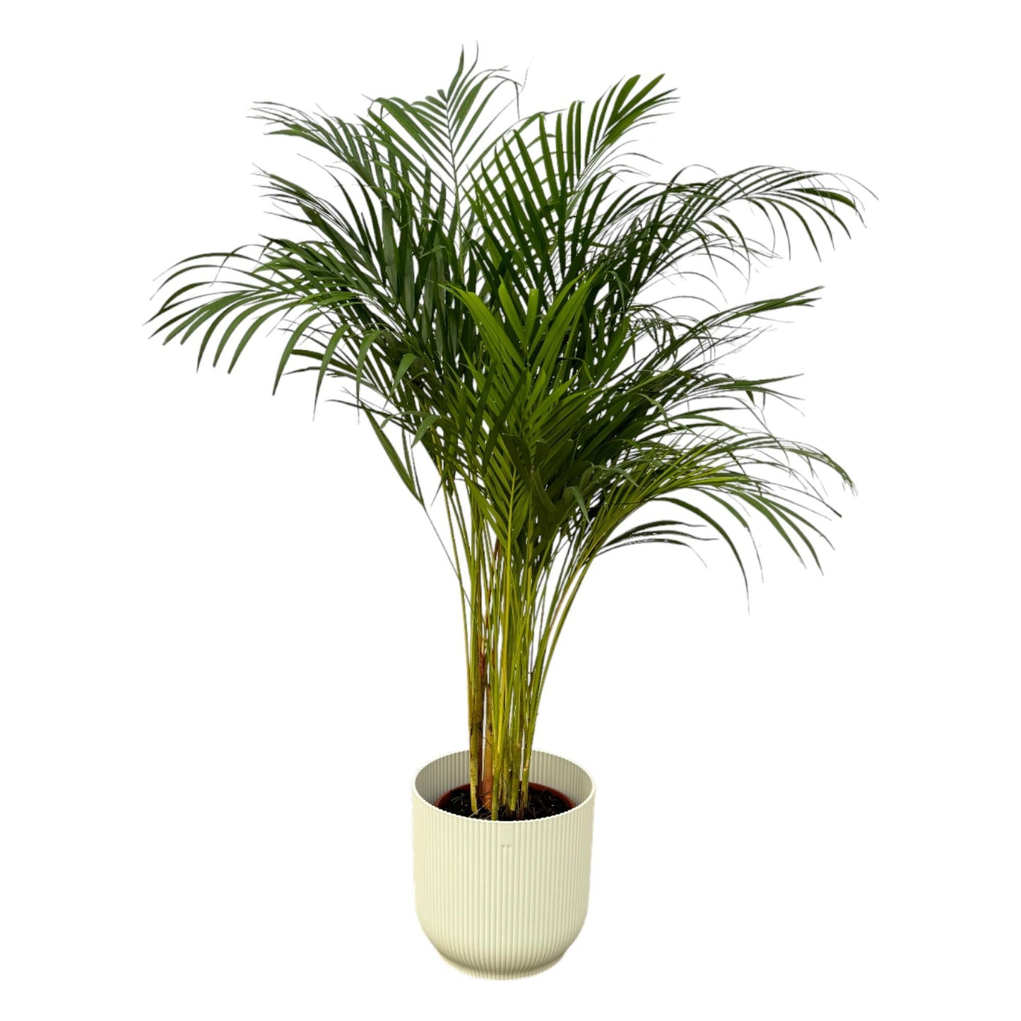 Areca-Palme - 130 cm Höhe - Ø24 cm - Inklusive Elho Vibes Fold Round Topf (Weiß) D30xH27 - Exotische Zimmerpflanze für moderne Innenräume