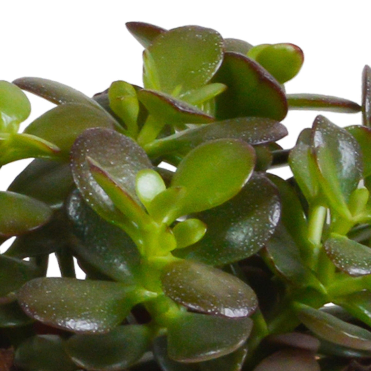 Crassula-Mischung 10,5 cm - 3x - im weißen Topf