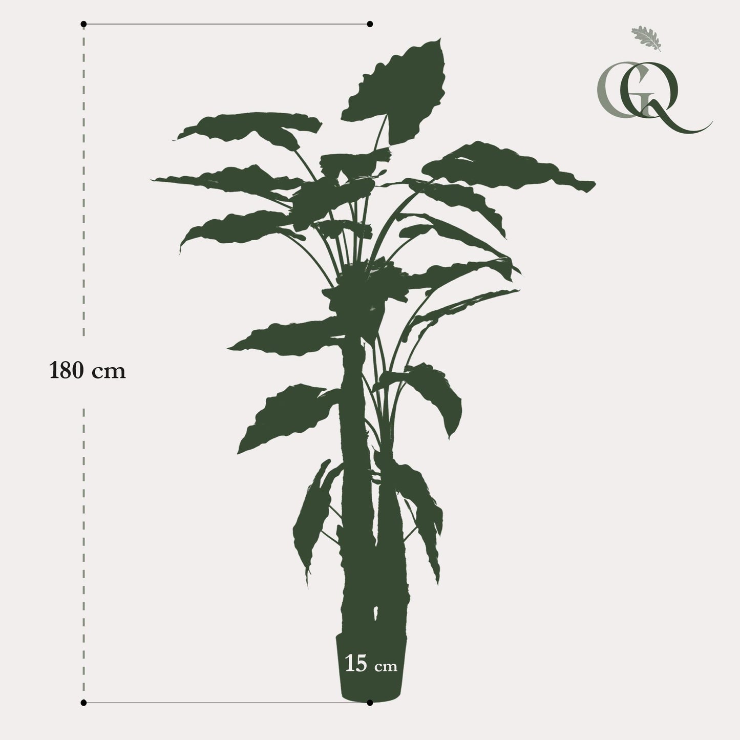 Kunstpflanze Alocasia - 180 cm Höhe - Hochwertige Kunstpflanze für tropisches Ambiente in großen Innenräumen