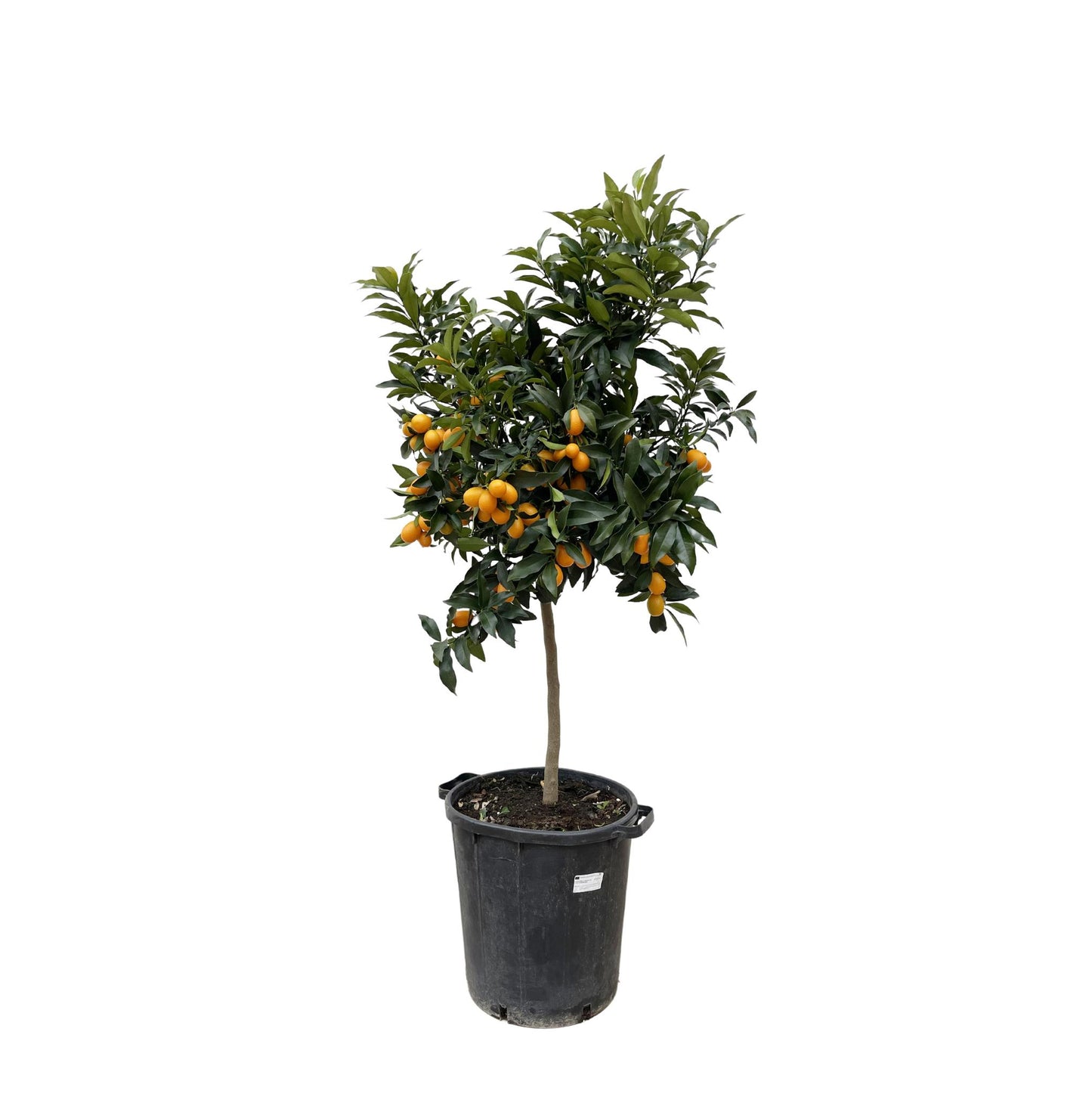 Citrus Kumquat - 150 cm - Ø40 cm | Prächtiger Zitrusbaum mit Exotischen Früchten