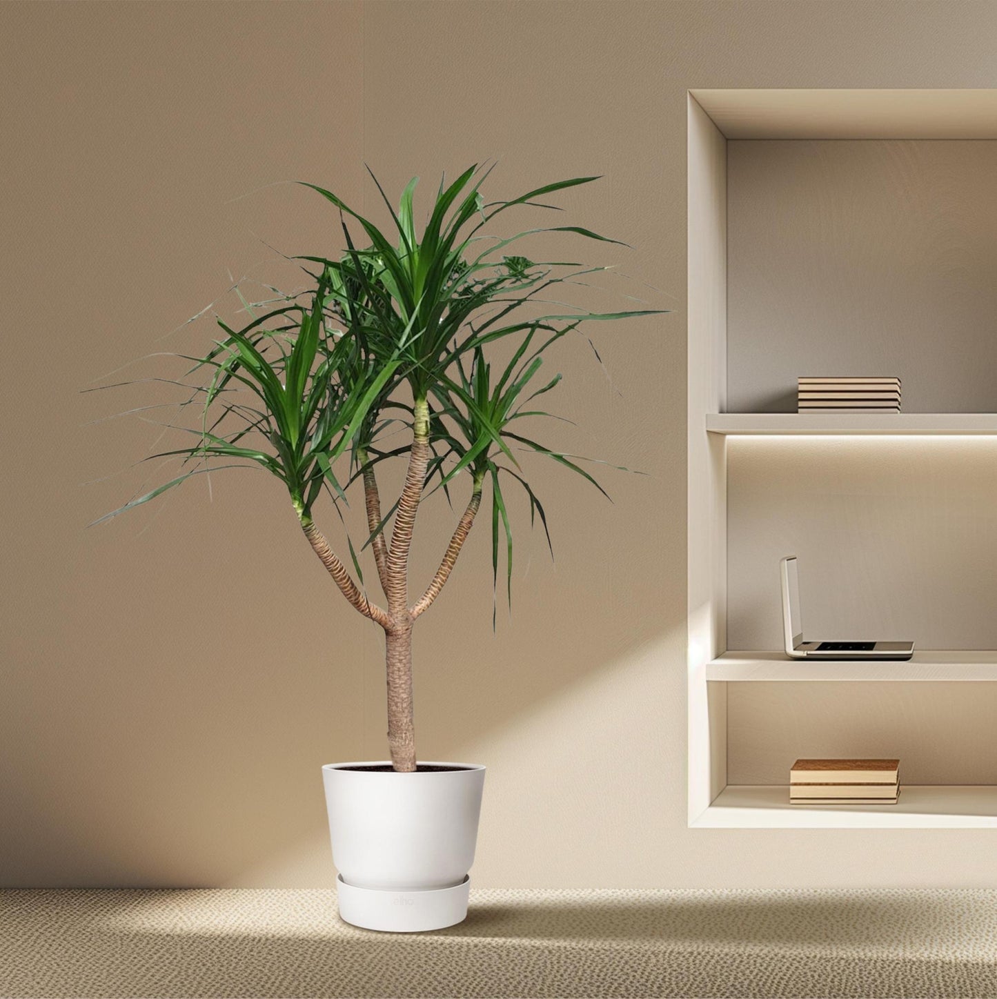 Dracaena Draco vertakt - 160 cm - ø34