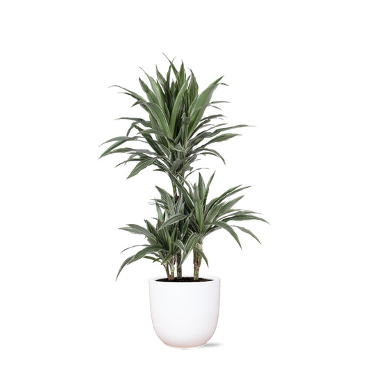 Dracaena Warneckii, Ø21cm, ↕65cm im Boule WIT Topf