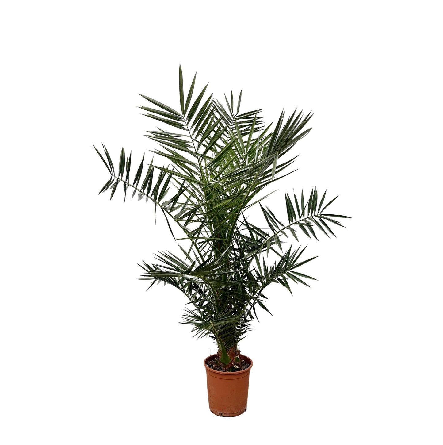 Phoenix Canariensis – Elegante Kanarische Dattelpalme für stilvolle Innenräume (130 cm Höhe, Ø 20 cm)