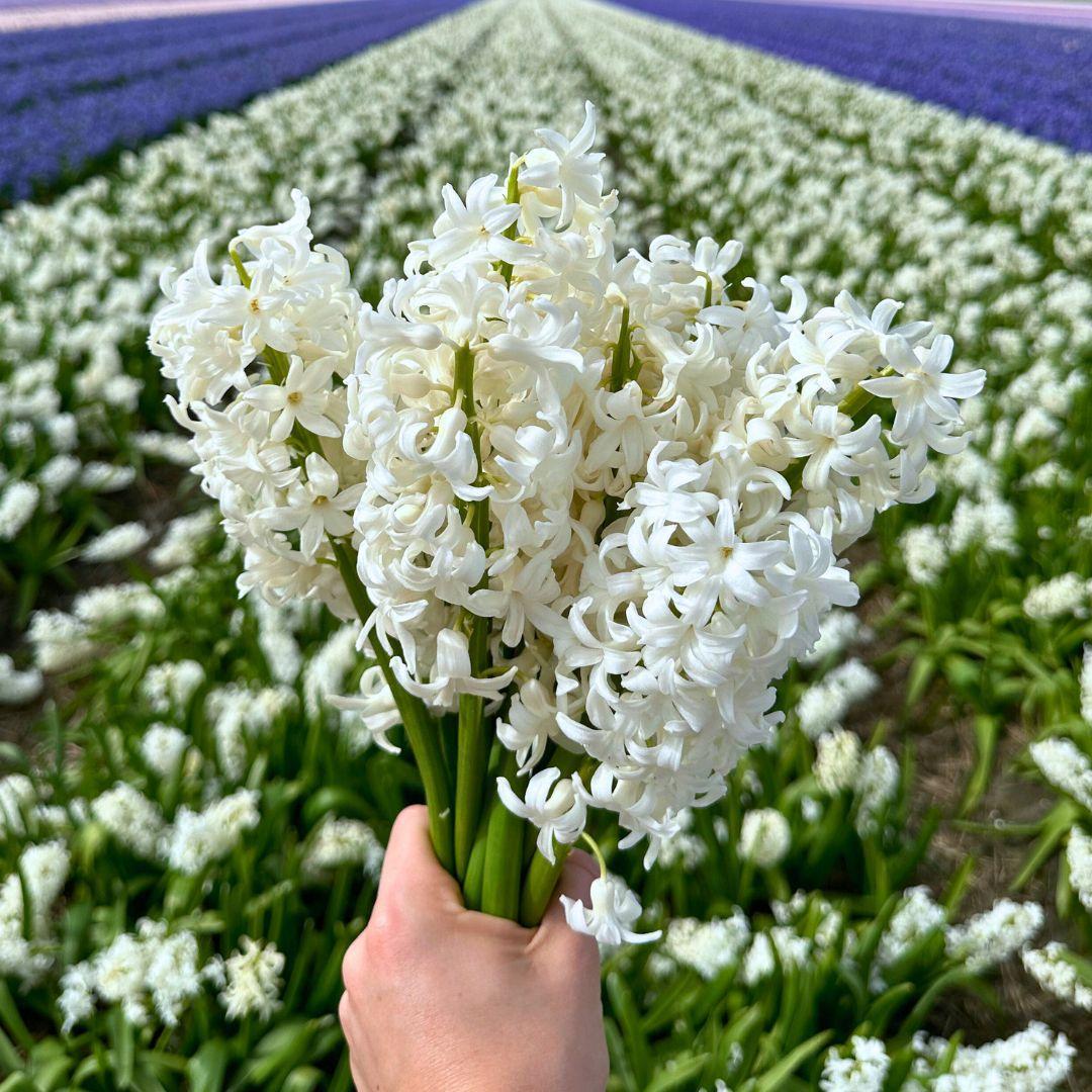 Flowerbulbs Amsterdam Early Spring - 30 Premium Frühlingsboten