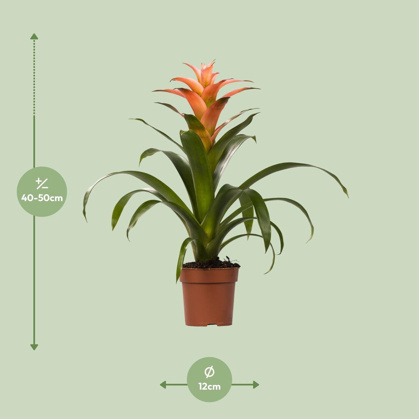 Guzmania Melissa - Ø12 cm - ↕45 cm