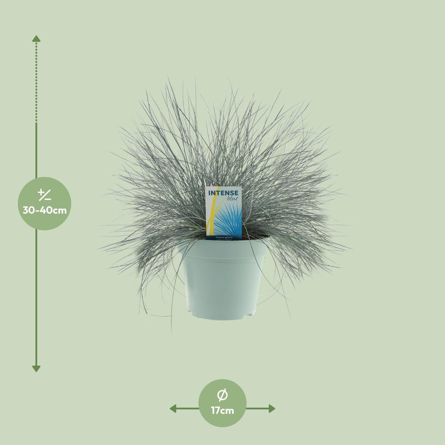 Festuca Glauca Intense Blue - Ø17cm - ↕35cm