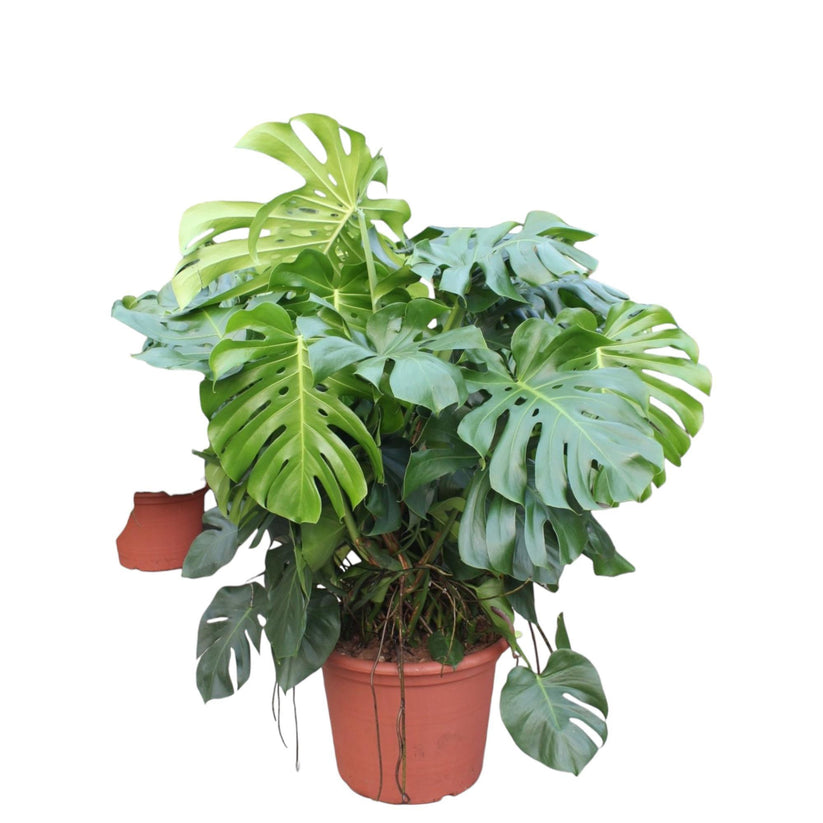 Monstera Pflanze