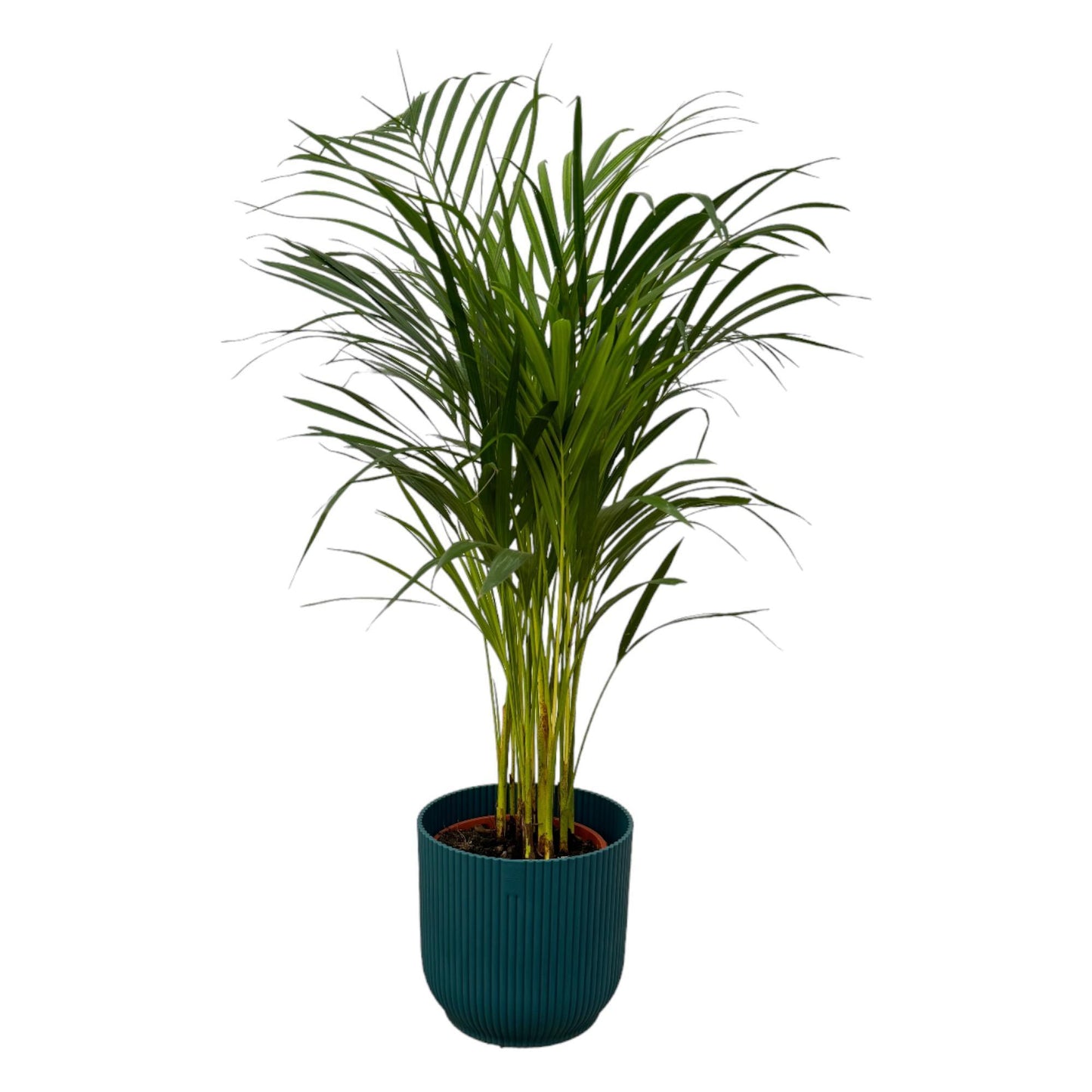 Areca-Palme - 85 cm Höhe - Ø19 cm - Inklusive Elho Vibes Fold Round Topf (Blau) D22xH20  Stilvolle Zimmerpflanze für moderne Räume