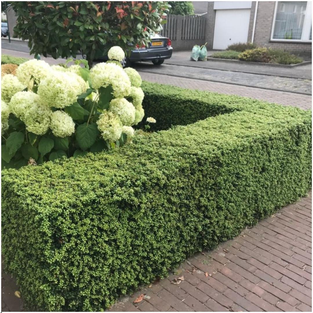 1 Meter Stechpalmen Hecke 'Jenny' (6x)