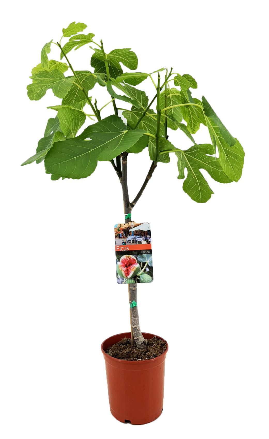 Ficus Carica - Ø17cm - ↕80cm