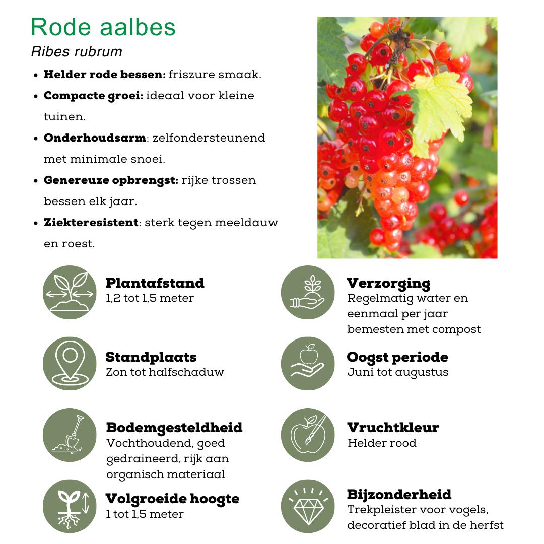 Fruchtparadis BIO Obstpflanzen Set - Mix aus 4 verschiedenen Sorten